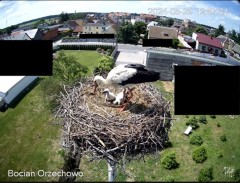 2024-05-29 22_27_39-Bocian Wojtek i jego rodzinka z Orzechowa - Żerkowsko-Czeszewski Park Krajobrazo.jpg