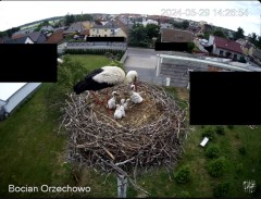 2024-05-29 22_28_01-Bocian Wojtek i jego rodzinka z Orzechowa - Żerkowsko-Czeszewski Park Krajobrazo.jpg