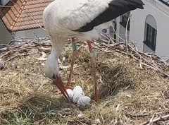 IMG_6935.jpeg