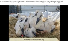 Czerwona obrączka to Una z Fohrde