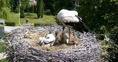 2024-05-31 11_50_32-Gniazdo bociana Tyrawa Wołoska - kamera na żywo WebCamera.pl – Maxthon.jpg