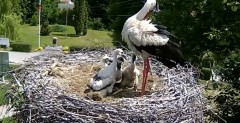 2024-05-31 12_00_33-Gniazdo bociana Tyrawa Wołoska - kamera na żywo WebCamera.pl – Maxthon.jpg
