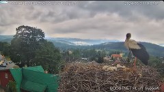 2024-05-31 23_49_21-Bocianie Gniazdo Podgórzyn - Kamera na żywo - Live 2024 - YouTube – Maxthon.jpg