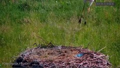 2024-06-01 11_26_11-Bocianie gniazdo Pomerania FRUCHT - YouTube – Maxthon.jpg