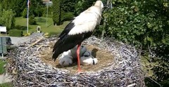 2024-06-01 15_07_55-Gniazdo bociana Tyrawa Wołoska - kamera na żywo WebCamera.pl – Maxthon.jpg
