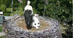 2024-06-01 15_13_10-Gniazdo bociana Tyrawa Wołoska - kamera na żywo WebCamera.pl – Maxthon.jpg