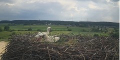 2024-06-01 17_09_23-Gniew BOCIAN BIAŁY - kamera na żywo WebCamera.pl – Maxthon.jpg