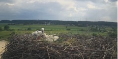 2024-06-01 17_09_35-Gniew BOCIAN BIAŁY - kamera na żywo WebCamera.pl – Maxthon.jpg