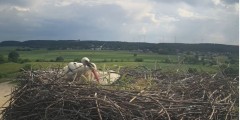 2024-06-01 17_09_48-Gniew BOCIAN BIAŁY - kamera na żywo WebCamera.pl – Maxthon.jpg