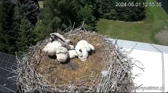 2024-06-01 22_28_10-Bociany Ustroń - transmisja na żywo - YouTube – Maxthon.jpg