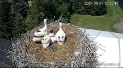 2024-06-01 22_28_18-Bociany Ustroń - transmisja na żywo - YouTube – Maxthon.jpg