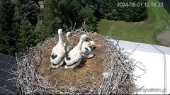 2024-06-01 22_28_33-Bociany Ustroń - transmisja na żywo - YouTube – Maxthon.jpg