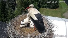 2024-06-01 22_29_47-Bociany Ustroń - transmisja na żywo - YouTube – Maxthon.jpg
