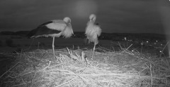 2024-06-03 21_51_58-Gniew BOCIAN BIAŁY - kamera na żywo WebCamera.pl – Maxthon.jpg
