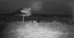 2024-06-03 21_53_04-Gniew BOCIAN BIAŁY - kamera na żywo WebCamera.pl – Maxthon.jpg