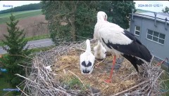 2024-06-03 23_28_37-#Bocian #gniazdo #Zambrow #kamera #nażywo #ptaki #WhiteStork #nest #livecamera #.jpg