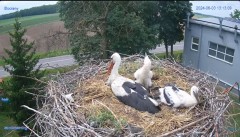 2024-06-03 23_28_44-#Bocian #gniazdo #Zambrow #kamera #nażywo #ptaki #WhiteStork #nest #livecamera #.jpg