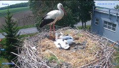 2024-06-03 23_28_53-#Bocian #gniazdo #Zambrow #kamera #nażywo #ptaki #WhiteStork #nest #livecamera #.jpg