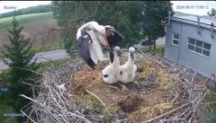 2024-06-03 23_28_59-#Bocian #gniazdo #Zambrow #kamera #nażywo #ptaki #WhiteStork #nest #livecamera #.jpg