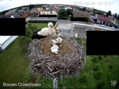 2024-06-04 22_24_34-Bocian Wojtek i jego rodzinka z Orzechowa - Żerkowsko-Czeszewski Park Krajobrazo.jpg