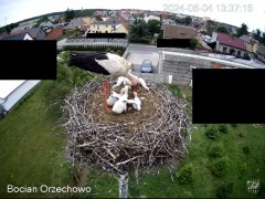 2024-06-04 22_25_05-Bocian Wojtek i jego rodzinka z Orzechowa - Żerkowsko-Czeszewski Park Krajobrazo.jpg
