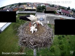 2024-06-04 22_25_16-Bocian Wojtek i jego rodzinka z Orzechowa - Żerkowsko-Czeszewski Park Krajobrazo.jpg