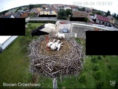 2024-06-04 22_25_26-Bocian Wojtek i jego rodzinka z Orzechowa - Żerkowsko-Czeszewski Park Krajobrazo.jpg