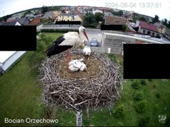 2024-06-04 22_25_40-Bocian Wojtek i jego rodzinka z Orzechowa - Żerkowsko-Czeszewski Park Krajobrazo.jpg