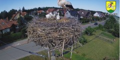 2024-06-04 15_20_16-BOCIANY kamera na żywo z gniazda w Pasłęku – Maxthon.jpg