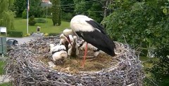 2024-06-04 15_20_53-Gniazdo bociana Tyrawa Wołoska - kamera na żywo WebCamera.pl – Maxthon.jpg