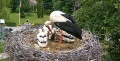 2024-06-04 15_21_05-Gniazdo bociana Tyrawa Wołoska - kamera na żywo WebCamera.pl – Maxthon.jpg