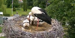 2024-06-04 15_21_17-Gniazdo bociana Tyrawa Wołoska - kamera na żywo WebCamera.pl – Maxthon.jpg