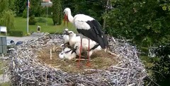 2024-06-07 13_04_32-Gniazdo bociana Tyrawa Wołoska - kamera na żywo WebCamera.pl – Maxthon.jpg
