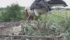 IMG_8089.jpeg