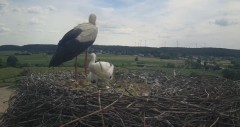 2024-06-10 14_59_08-Gniew BOCIAN BIAŁY - kamera na żywo WebCamera.pl – Maxthon.jpg