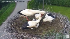 2024-06-10 10_31_57-Gniazdo bocianie na żywo. Posada Zarszyńska, Kamery.LIVE - YouTube – Maxthon.jpg