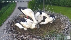 2024-06-10 10_32_09-Gniazdo bocianie na żywo. Posada Zarszyńska, Kamery.LIVE - YouTube – Maxthon.jpg