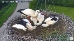 2024-06-10 10_32_22-Gniazdo bocianie na żywo. Posada Zarszyńska, Kamery.LIVE - YouTube – Maxthon.jpg