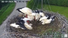 2024-06-10 10_32_42-Gniazdo bocianie na żywo. Posada Zarszyńska, Kamery.LIVE - YouTube – Maxthon.jpg