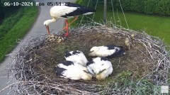 2024-06-10 10_32_54-Gniazdo bocianie na żywo. Posada Zarszyńska, Kamery.LIVE - YouTube – Maxthon.jpg