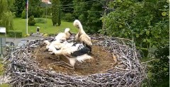 2024-06-10 15_15_18-Gniazdo bociana Tyrawa Wołoska - kamera na żywo WebCamera.pl – Maxthon.jpg