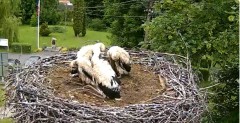 2024-06-10 15_15_34-Gniazdo bociana Tyrawa Wołoska - kamera na żywo WebCamera.pl – Maxthon.jpg