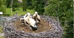 2024-06-10 15_15_40-Gniazdo bociana Tyrawa Wołoska - kamera na żywo WebCamera.pl – Maxthon.jpg