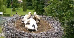 2024-06-10 15_17_12-Gniazdo bociana Tyrawa Wołoska - kamera na żywo WebCamera.pl – Maxthon.jpg