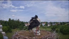 2024-06-10 23_46_25-Gniazdo – transmisja na żywo - YouTube – Maxthon.jpg