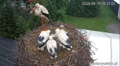 2024-06-10 23_50_18-Bociany Ustroń - transmisja na żywo - YouTube – Maxthon.jpg
