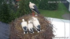 2024-06-10 23_50_24-Bociany Ustroń - transmisja na żywo - YouTube – Maxthon.jpg