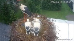 2024-06-10 23_50_28-Bociany Ustroń - transmisja na żywo - YouTube – Maxthon.jpg