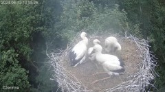 2024-06-12 21_55_19-Gniazdo bociana Czermna - YouTube – Maxthon.jpg