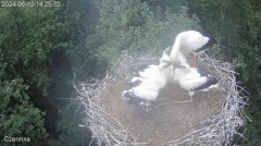 2024-06-12 21_55_37-Gniazdo bociana Czermna - YouTube – Maxthon.jpg